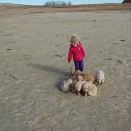 Golden Retriever Puppies from High Plains Goldens