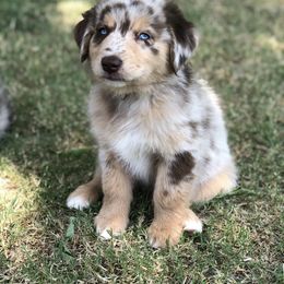 Australian Shepherd Puppies from Mika’s Aussies