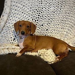 Hazel - Dachshund