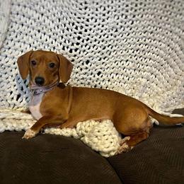 Hazel - Dachshund