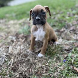 Girl 2 - Fawn female Boxer puppy in Prestonsburg, Kentucky from Bre’s Boxers