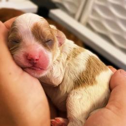 Coral - Blenheim female Cavapoo puppy in Van Alstyne, Texas from Home Grown Puppies