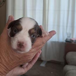 Rtf4 - Red tri-color female Miniature American Shepherd puppy in Elgin, Oregon from LongMile Aussies