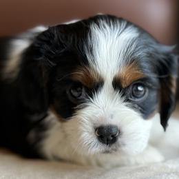 AKC Girl 1 Tri-Color - Tri-color female Cavalier King Charles Spaniel puppy in Pleasant Hill, Iowa from Harvest Creek