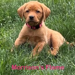 Flame - Yellow female Labrador Retriever puppy in Tigard, Oregon from Morrison Labrador Retreivers