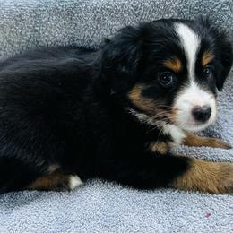 Freida - Black tri female Miniature Australian Shepherd puppy in Randleman, North Carolina from Deep River Aussies and Dachshunds