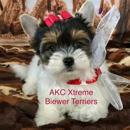 Small Girl - Black tan and white female Biewer Terrier puppy in Jonestown, Pennsylvania from AKC Xtreme Biewer Terriers...