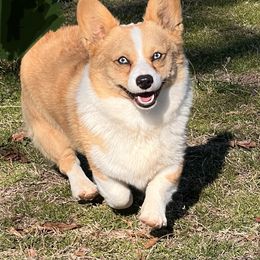 Mac Daddy - Pembroke Welsh Corgi
