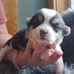 Peppermint - Black and tan female Pembroke Welsh Corgi puppy in Fortine, Montana from North Star Pembroke Welsh Corgi's