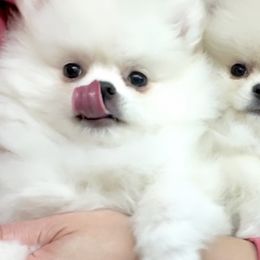 Pomeranian Puppies from Bon Bon Poms