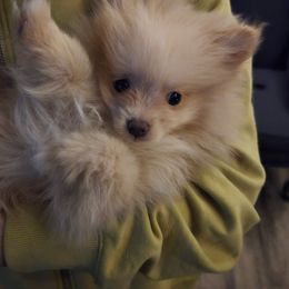 Pumpkin - Cream male Pomeranian puppy in Newport News, Virginia from Itty Bitty Poms