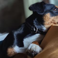 Sully - Entlebucher Mountain Dog