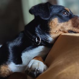 Sully - Entlebucher Mountain Dog