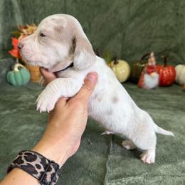Wrigley - Dapple male Dachshund puppy in Lincoln, Arkansas from Red Dirt Dachshunds