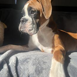 Boxer Puppies from Pawsitively Amazing Boxers LLC
