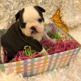 Boston Terrier Puppies from DooShay Boston Terriers