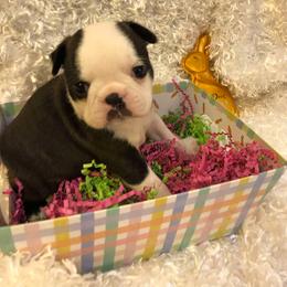 Boston Terrier Puppies from DooShay Boston Terriers
