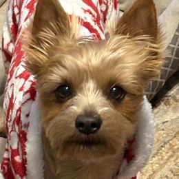 Reese - Yorkshire Terrier