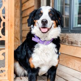 Ava - Bernese Mountain Dog