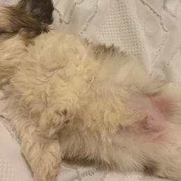 Shih Tzus from Paola Martinez
