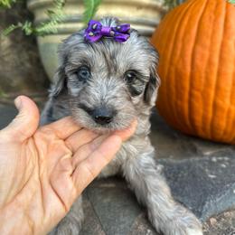 Reba - Blue merle female Aussiedoodle puppy in Lexington, Alabama from Johnson’s Highland Pride Aussiedoodles