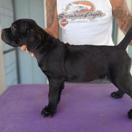Red collar - Black male Cane Corso puppy in Los Lunas, New Mexico from Top Gun Kennels NM