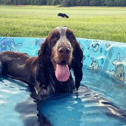 English Springer Spaniels from Platte River Springers