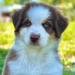 Ruby - Red tri-color Australian Shepherd puppy in Florida from Florida Australian Shepherds