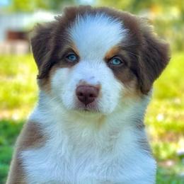 Ruby - Red tri-color Australian Shepherd puppy in Florida from Florida Australian Shepherds