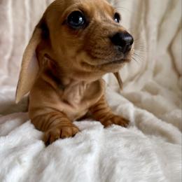 Minni - Dapple female Dachshund puppy in Stilwell, Oklahoma from Dachshunds of Bunch