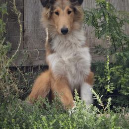 Woodpecker Farm's Scottland the Brave - Scottish Collie puppy in Lynden, Washington from Woodpecker Farm