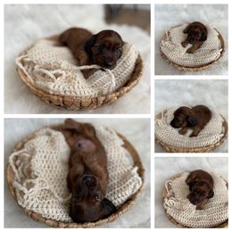 Dachshund Puppies from Woodland Doxies