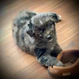 Scout - Blue merle male Australian Shepherd puppy in Ranger, Texas from Outback Mini Aussies