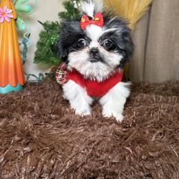 Shih Tzu Puppies from Spoiled ShihTzu LLC