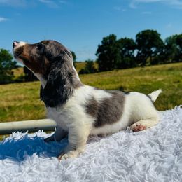 Randy - Dapple male Dachshund puppy in Colbert, Oklahoma from Brooke Crenshaw