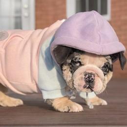 Caroline - Black tri-color female Bulldog puppy in Fort Oglethorpe, Georgia from Jhuntfrenchies