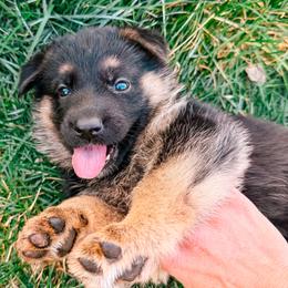 5th Pick Female - Black and red female German Shepherd puppy in Blackfoot, Idaho from Sand Hill Shepherds & Setters