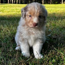 Finn - Red merle male Australian Shepherd puppy in Butler, Georgia from Aussies at Howling Hill Farm