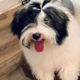 Tino - Coton de Tulear