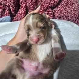 Red merle male 1 - Red merle male Australian Shepherd puppy in Rainsville, Alabama from Chaparro Farm
