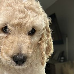 Padme - Apricot Poodle puppy in Arkansas from Blackwood Poodles