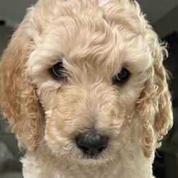 Padme - Apricot Poodle puppy in Arkansas from Blackwood Poodles