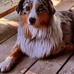 Miso - Australian Shepherd