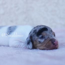 Philip - Black and tan male Dachshund puppy in Apple Valley, California from Socaldoxies