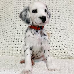 Cassian - White and black male Dalmatian puppy in Jefferson, Georgia from Spotted Jewels Dalmatians