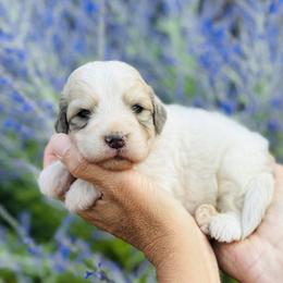 Bernedoodle and Pyredoodle Puppies from FDF Pyredoodles & Bernedoodles