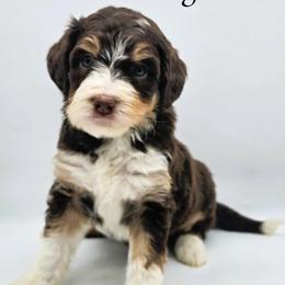 Vegas - Red tri-color female Aussiedoodle puppy in Lancaster, Minnesota from Wilson Cattle Co.