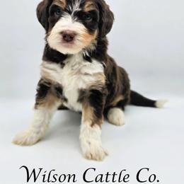 Vegas - Red tri-color female Aussiedoodle puppy in Lancaster, Minnesota from Wilson Cattle Co.