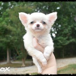 Knox - Cream male Chihuahua puppy in Demorest, Georgia from Sourpatch Chihuahuas