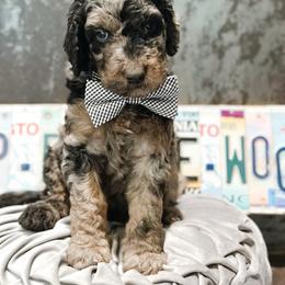 Wrangler - Merle male Goldendoodle puppy in Pasco, Washington from Camp Doodle Woods